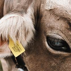 FRIENDLY THUG 52 NGG - COW